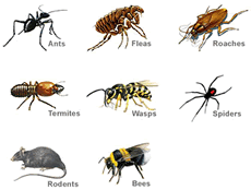pests