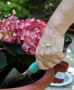 hydrangea